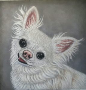 chihuahua dog portrait finished