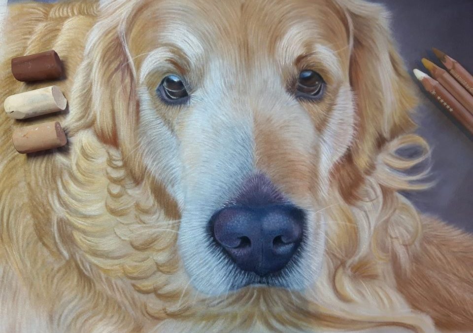 Pet portrait of a labrador called Woody