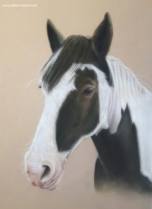 horse portrait in pastel