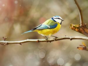 blue tit with bokeh background