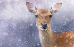 snowy deer scene