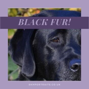 Black Labrador Fur in Soft Pastel