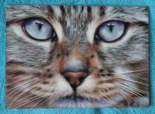 cat on pastelbord