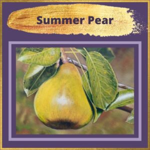 Summer Pear